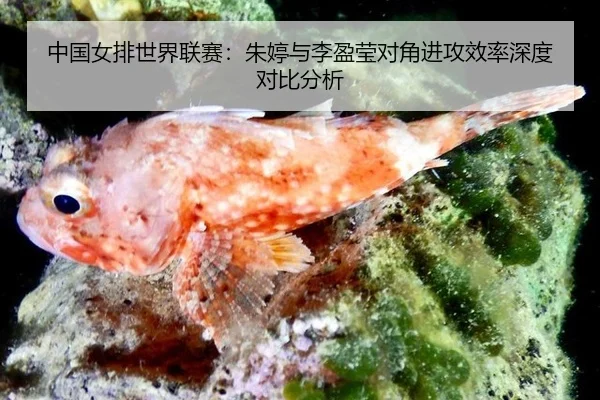 中国女排世界联赛：朱婷与李盈莹对角进攻效率深度对比分析